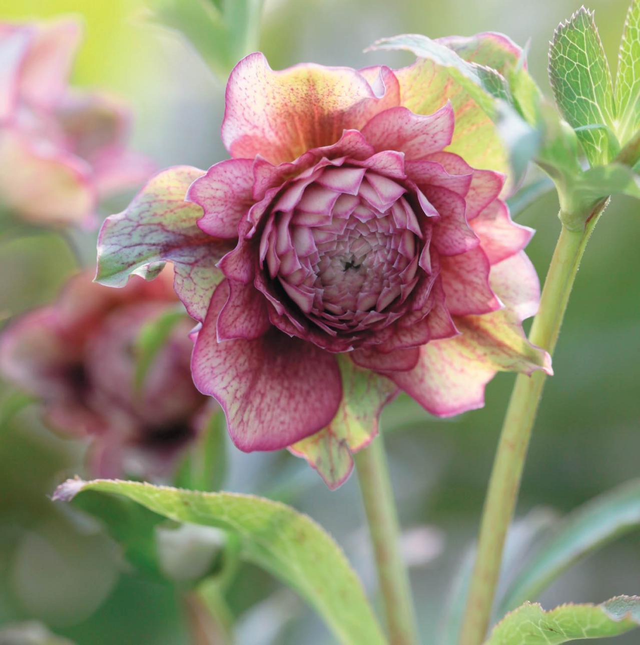 圧倒的なオーラを放つ多弁系【クリスマスローズ】2026年冬・注目の花コレクション（画像4）