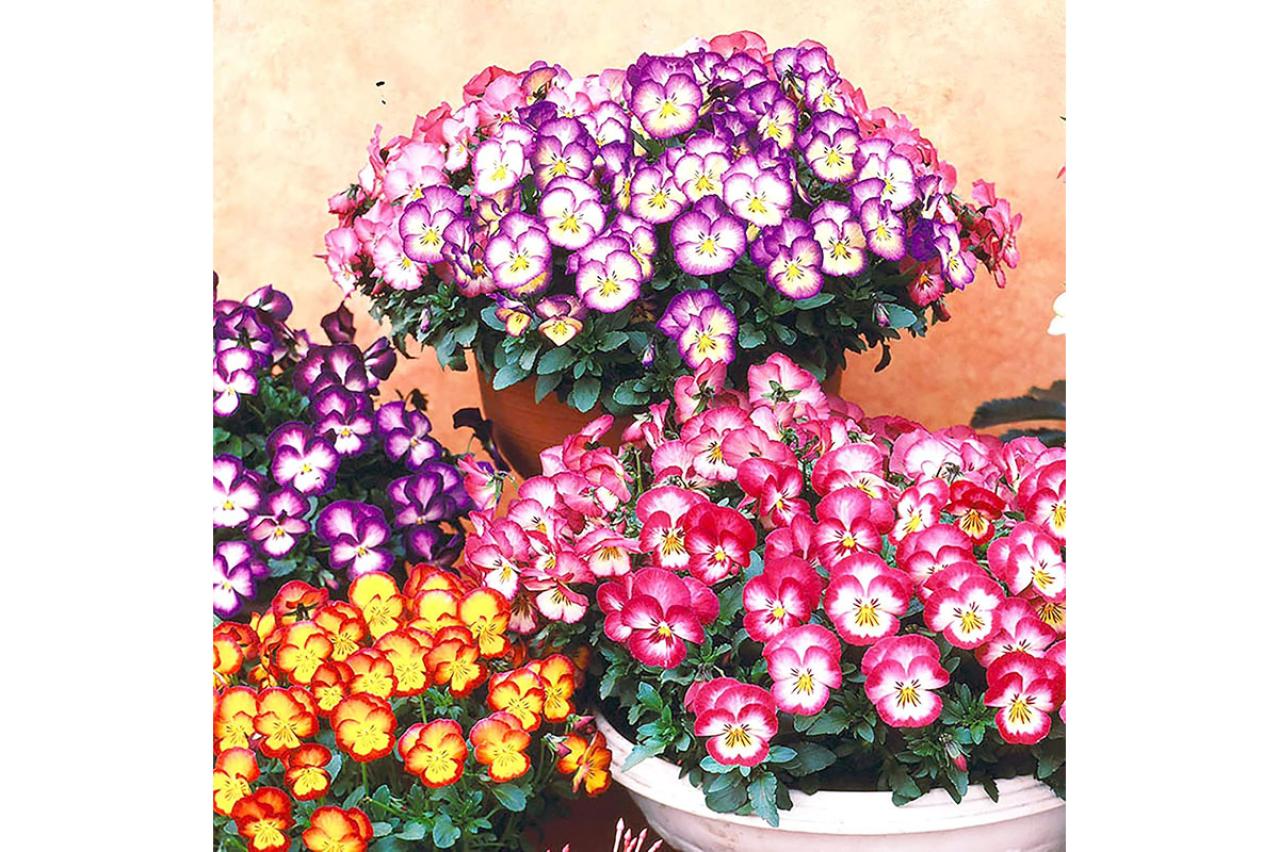 【最大15％OFF】庭やベランダを色鮮やかに♪ゆうゆうtime編集部おすすめ花苗・園芸資材セット・ガーデニングバスケットもAmazonタイムセールで！（画像2）