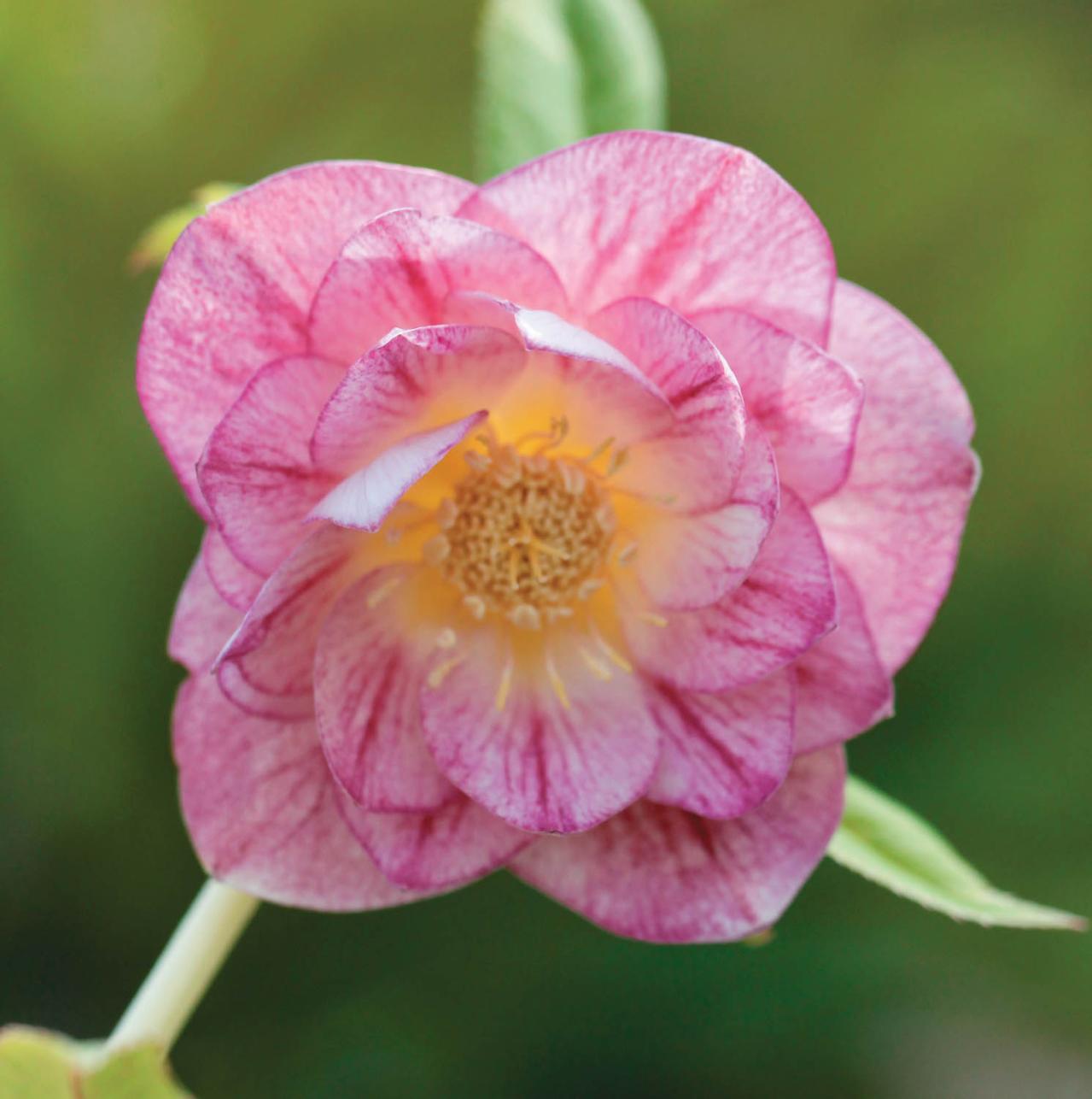 2026年冬に注目の【クリスマスローズ】明るい花色で人気のオーレア系を公開！（画像5）