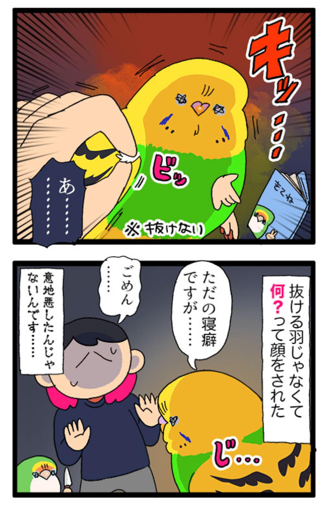 ついに根負け。セキセイインコの呼び鳴きに耐えきれなくなった飼い主がとった行動は？【鳥マンガ #185】（画像5）