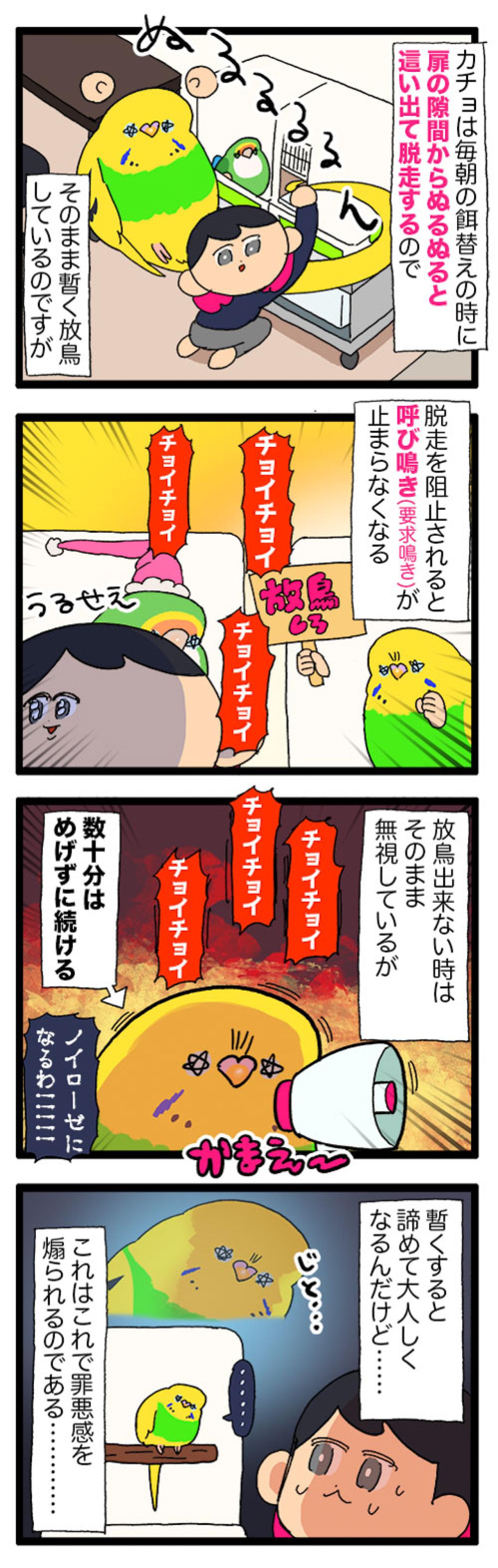 チョイチョイ！セキセイインコの激しい呼び鳴きを無視し続けたら…？【鳥マンガ #182】（画像4）