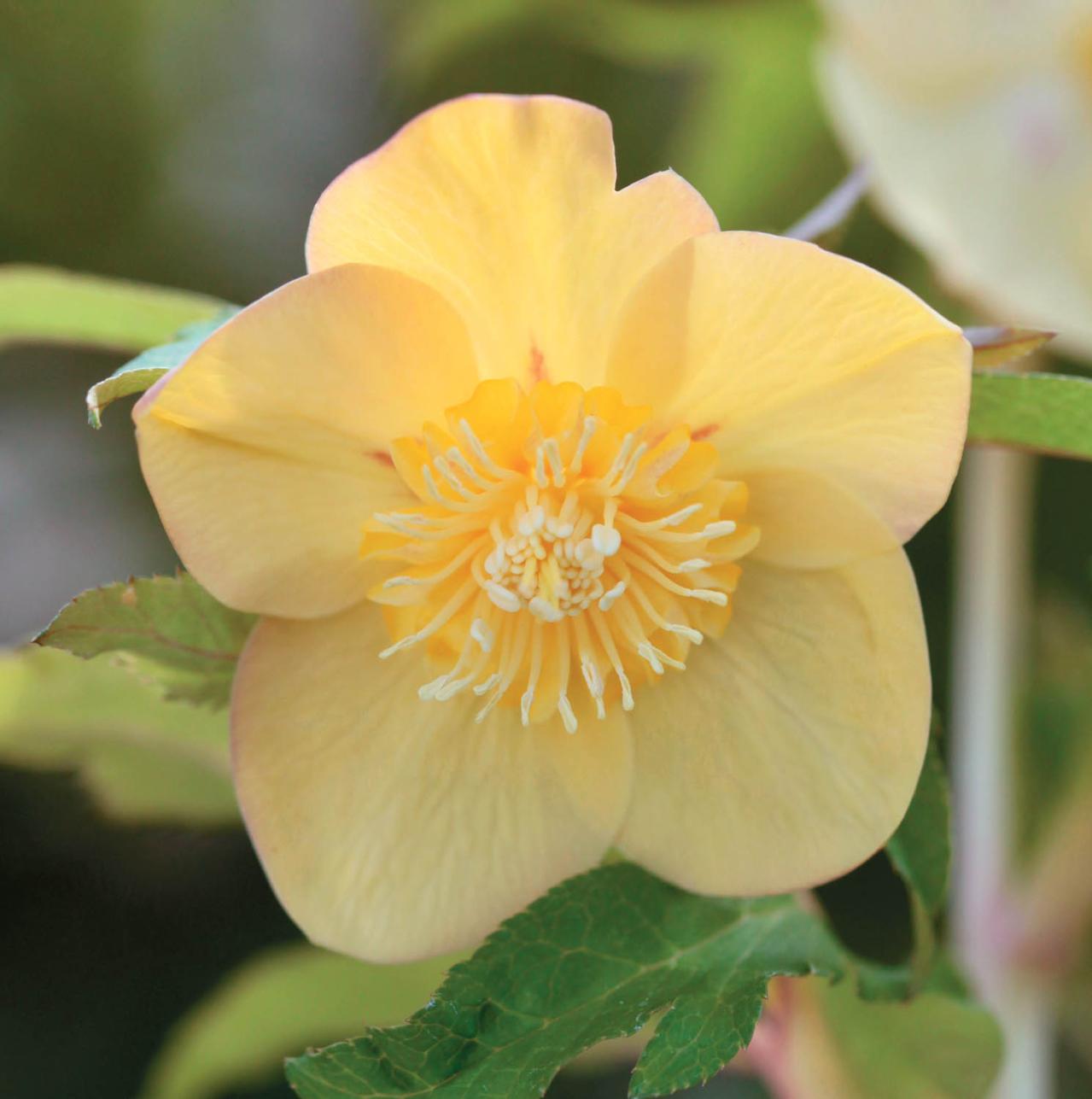 2026年冬に注目の【クリスマスローズ】明るい花色で人気のオーレア系を公開！（画像6）