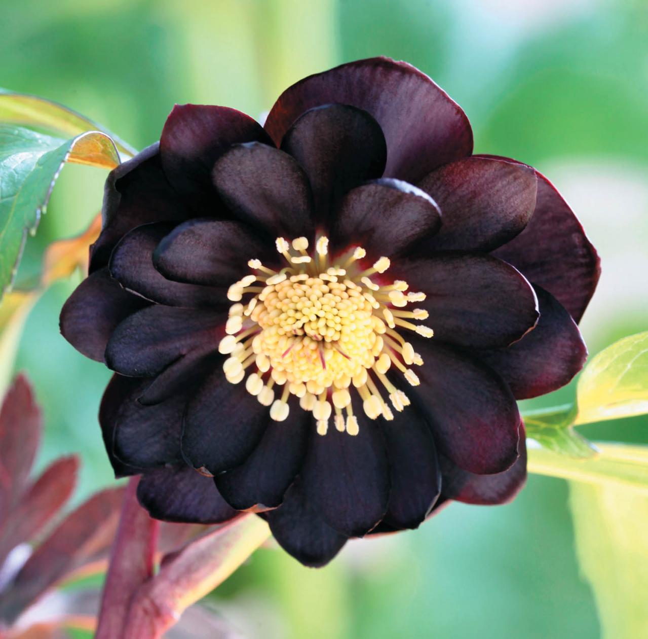 個性的な花がいっぱい【ダブル咲きのクリスマスローズ】好みのひと鉢が必ず見つかる！（画像8）