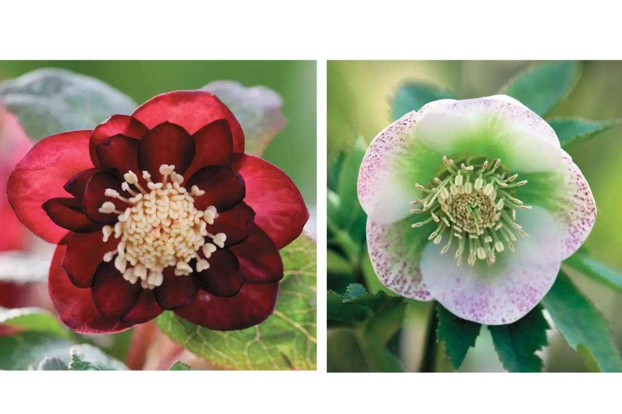 愛好家が注目する【アート系】クリスマスローズ。大和園＆大木