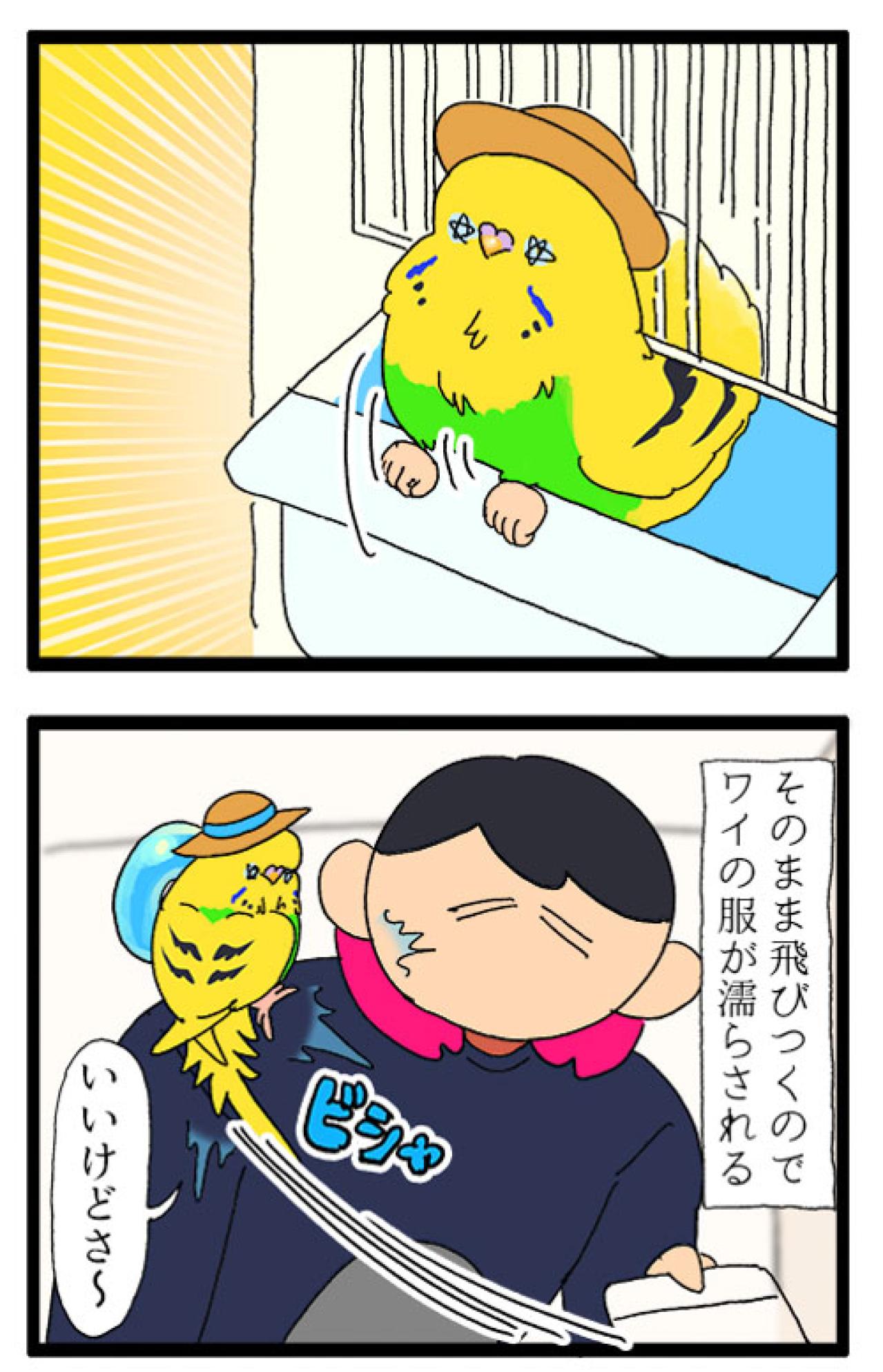 そうくるか！？飲み水交換の隙を狙って脱走を試みたセキセイインコ（と飼い主）の末路【鳥マンガ #179】（画像4）