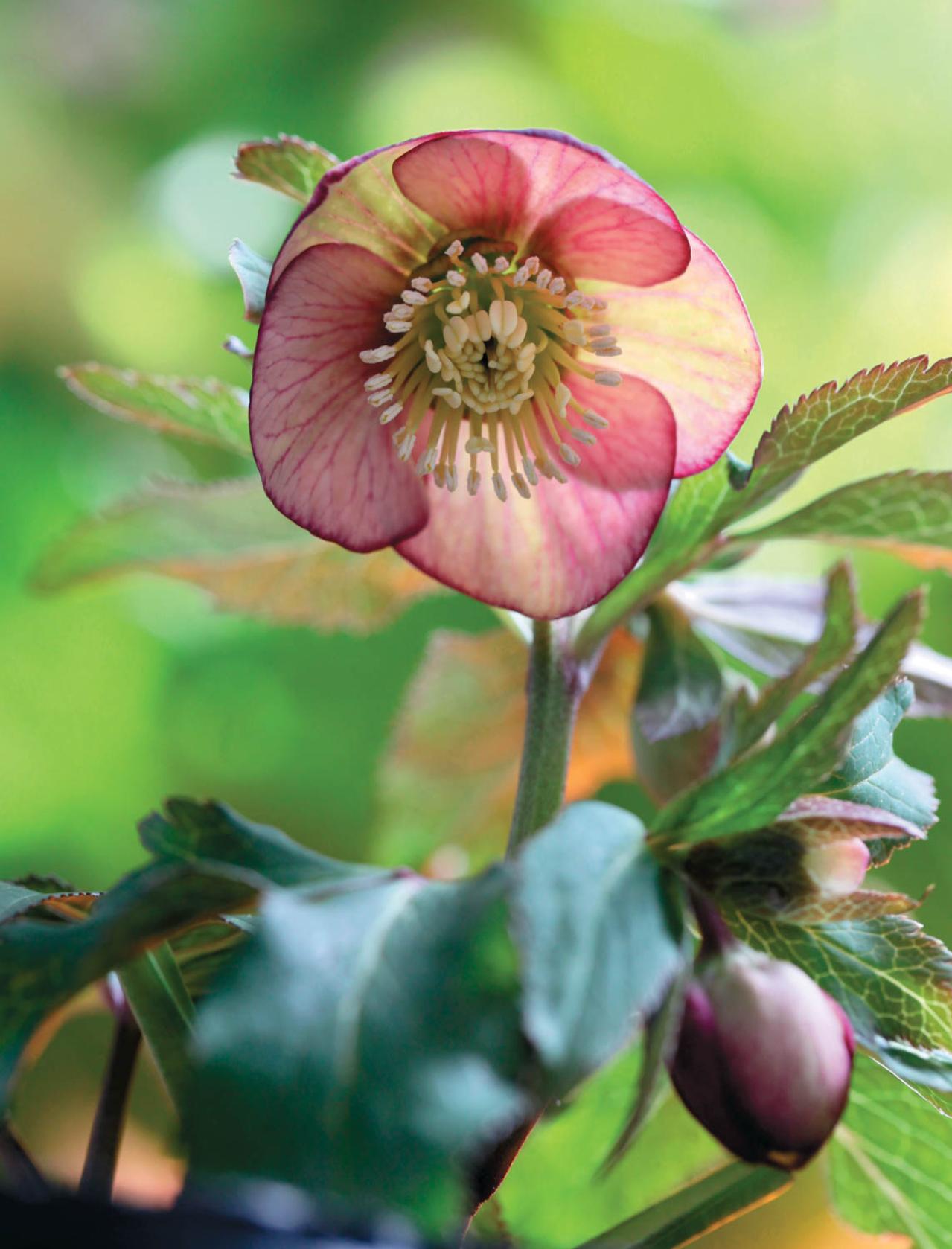 野生味のある姿が魅力の【原種系クリスマスローズ】2026年冬・注目の花6選（画像5）