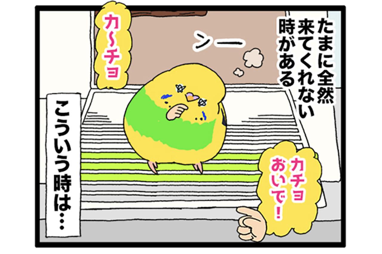 飼い主にも過酷！？でも飼い主の笑顔が一番のインコ・大天使カチョリエル【鳥マンガ #178】