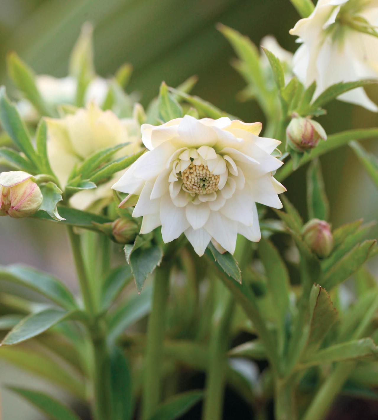 愛好家が注目する【アート系】クリスマスローズ。大和園＆大木ナーセリーの名花を紹介！（画像11）