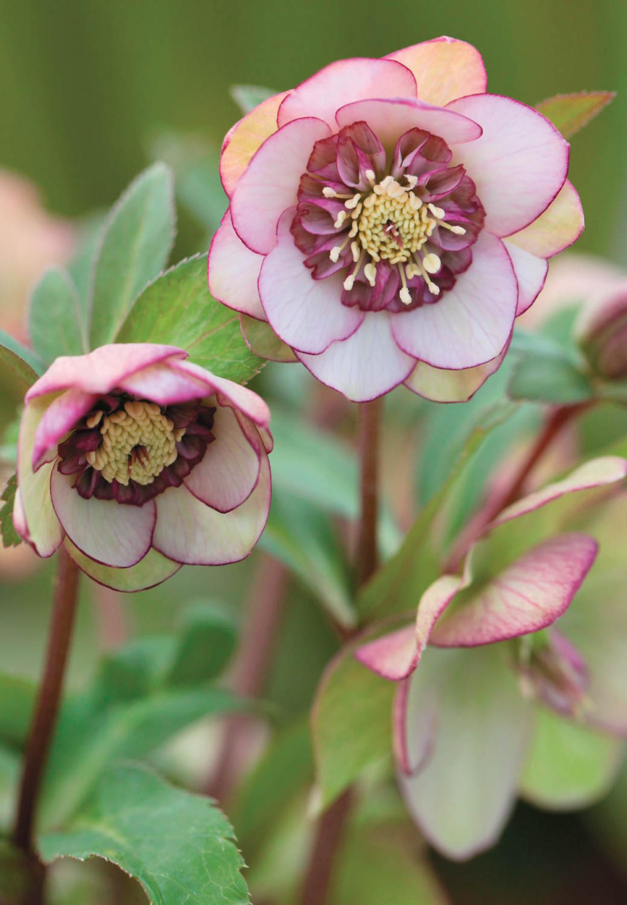 愛好家が注目する【アート系】クリスマスローズ。大和園＆大木ナーセリーの名花を紹介！（画像13）