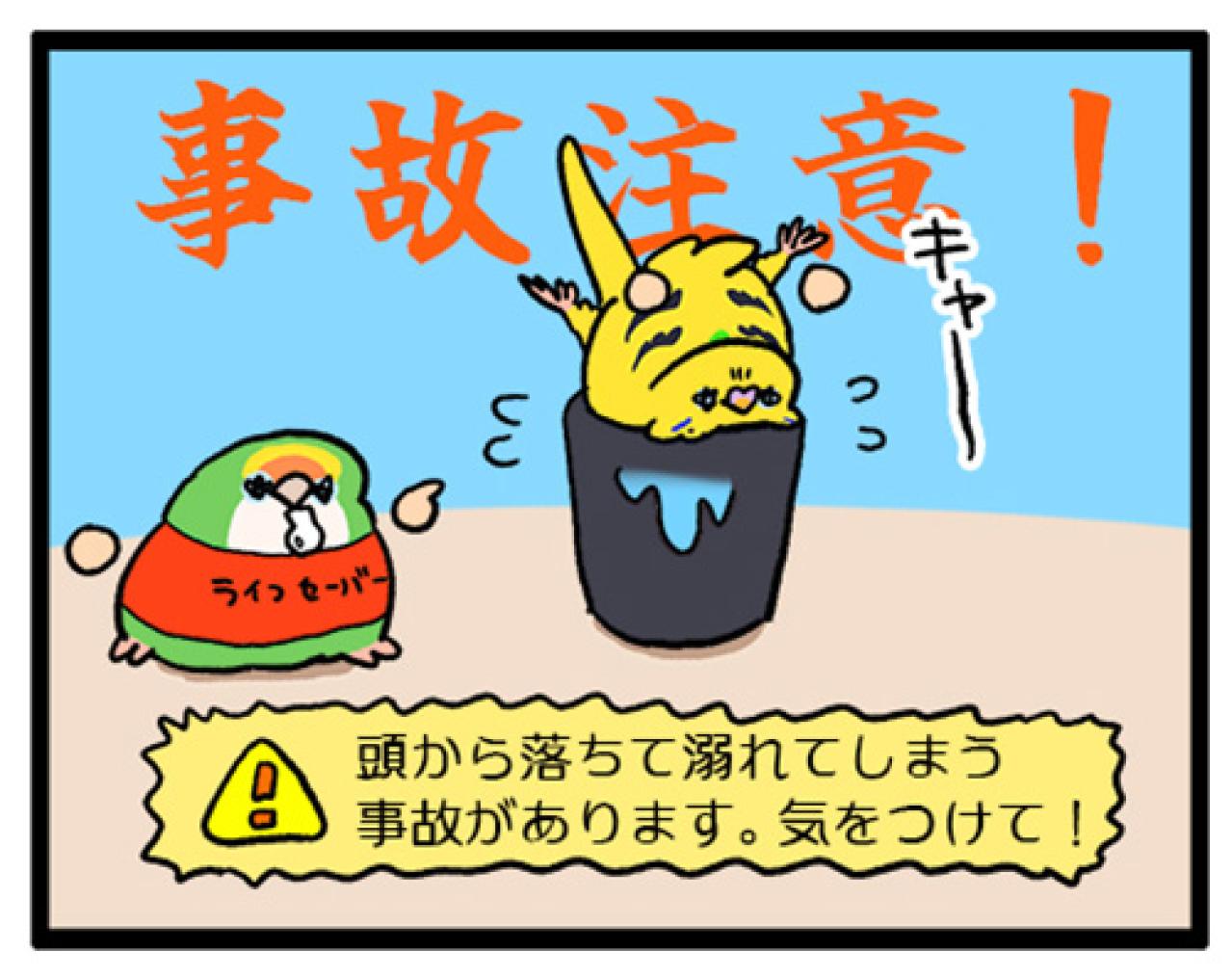 やめてほしさよりかわいさ7倍！？セキセイインコ・カチョリエルの水浴び【鳥マンガ #184】（画像5）