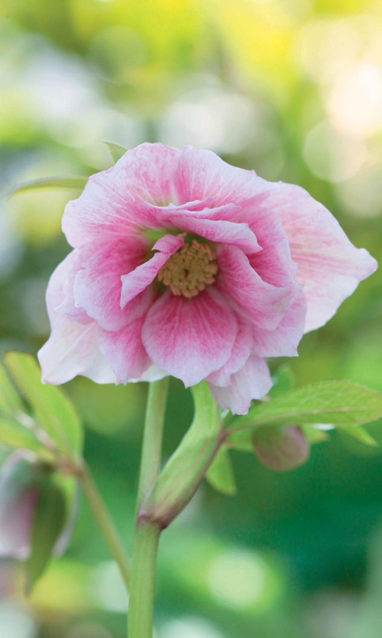 個性的な花がいっぱい【ダブル咲きのクリスマスローズ】好みのひと鉢が必ず見つかる！（画像10）