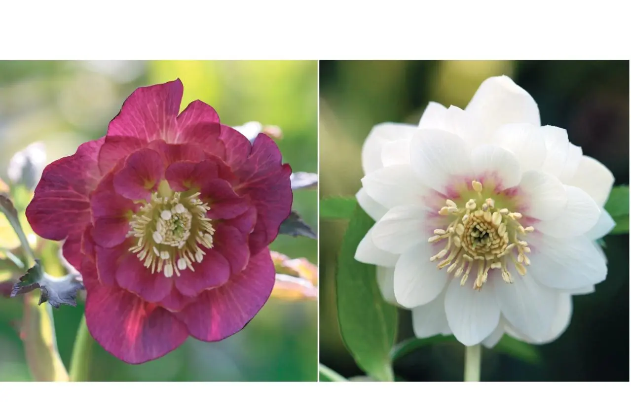 個性的な花がいっぱい【ダブル咲きのクリスマスローズ】好みのひと鉢が