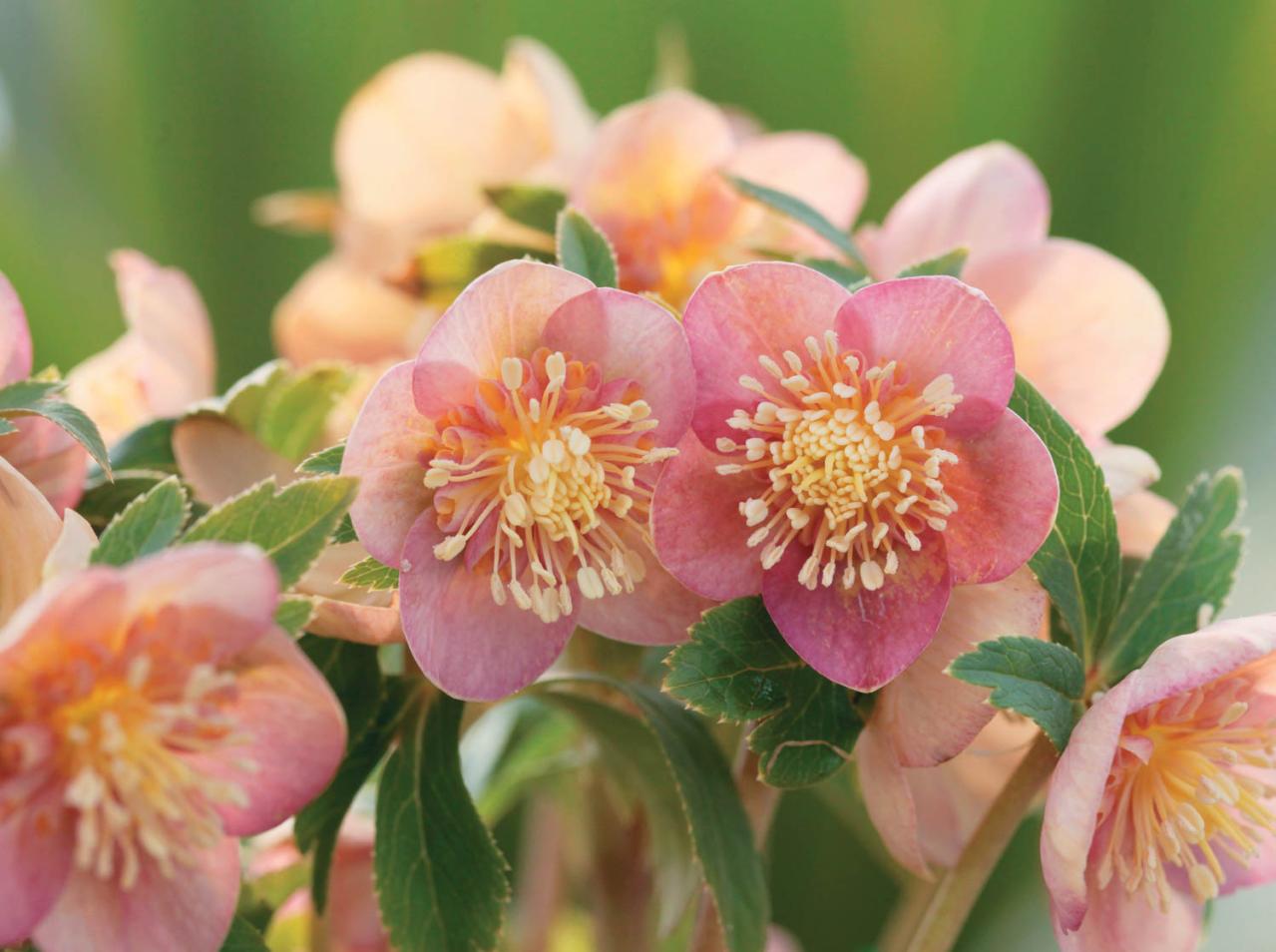 愛好家が注目する【アート系】クリスマスローズ。大和園＆大木ナーセリーの名花を紹介！（画像8）