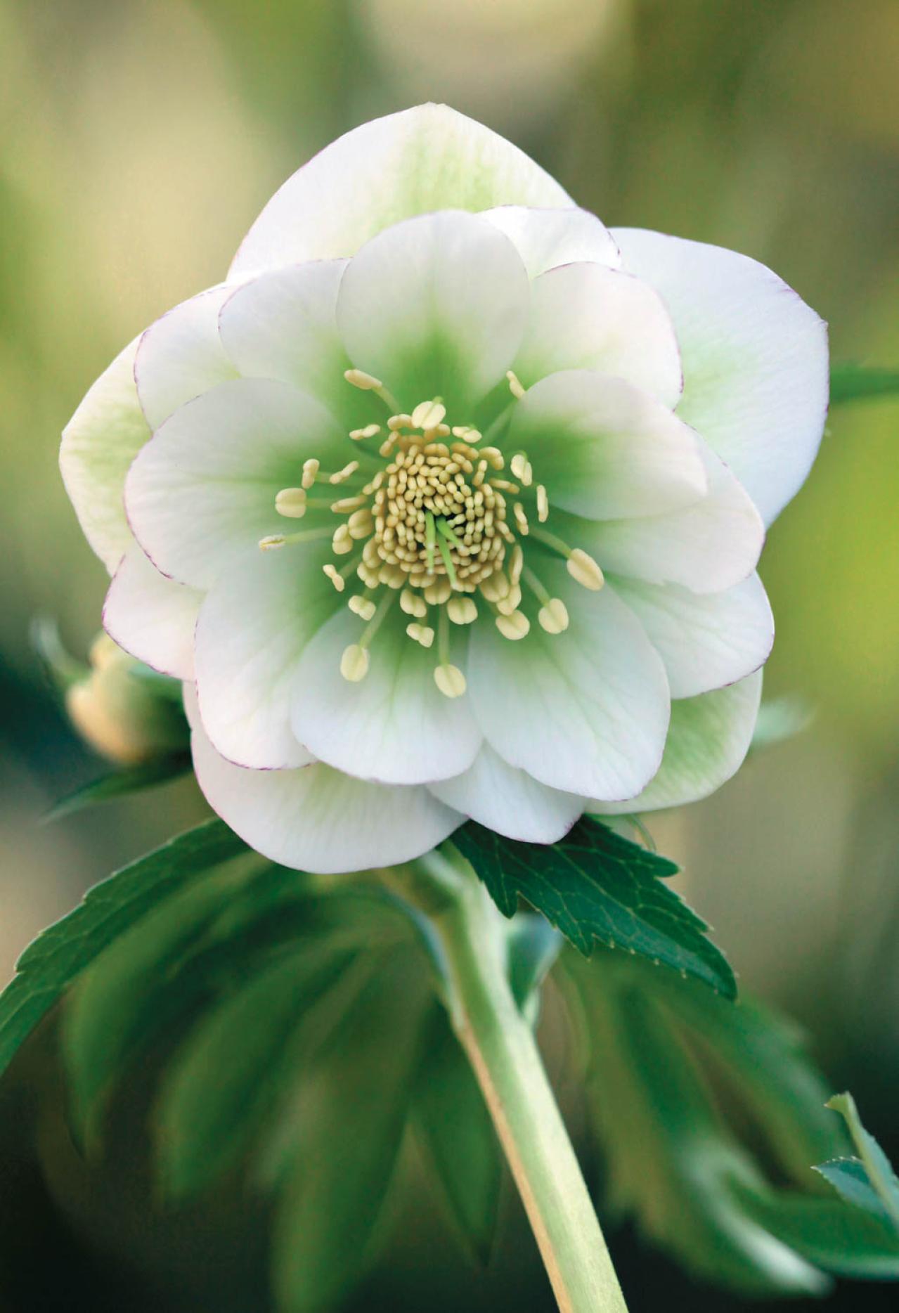 愛好家が注目する【アート系】クリスマスローズ。大和園＆大木ナーセリーの名花を紹介！（画像4）