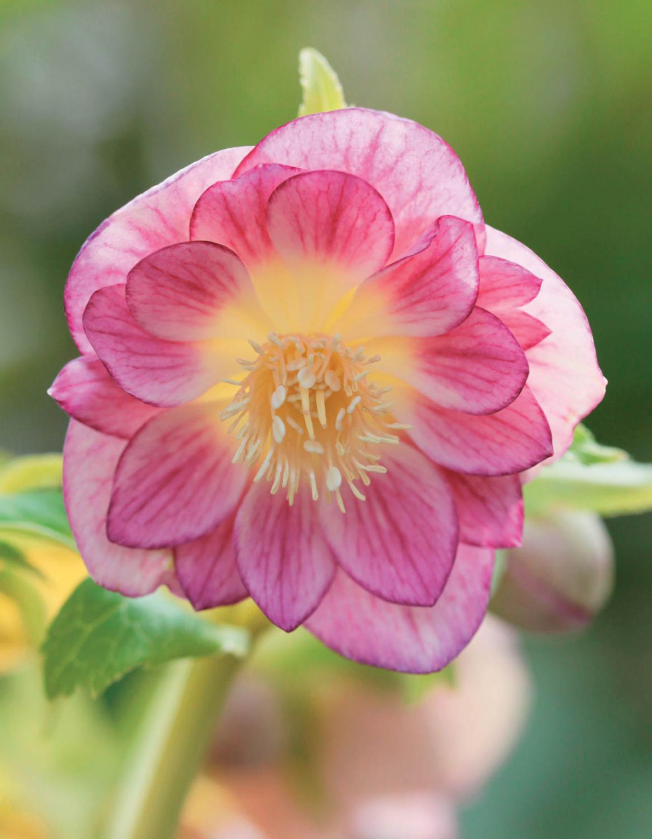 2026年冬に注目の【クリスマスローズ】明るい花色で人気のオーレア系を公開！（画像2）