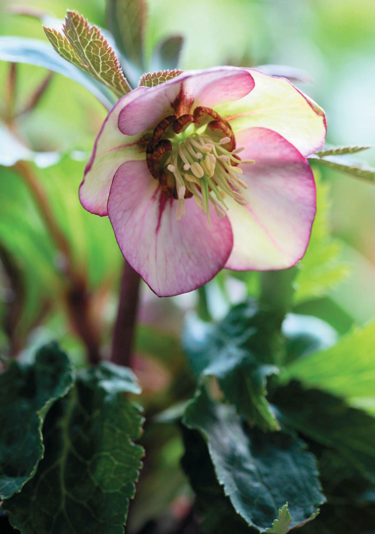 野生味のある姿が魅力の【原種系クリスマスローズ】2026年冬・注目の花6選（画像4）