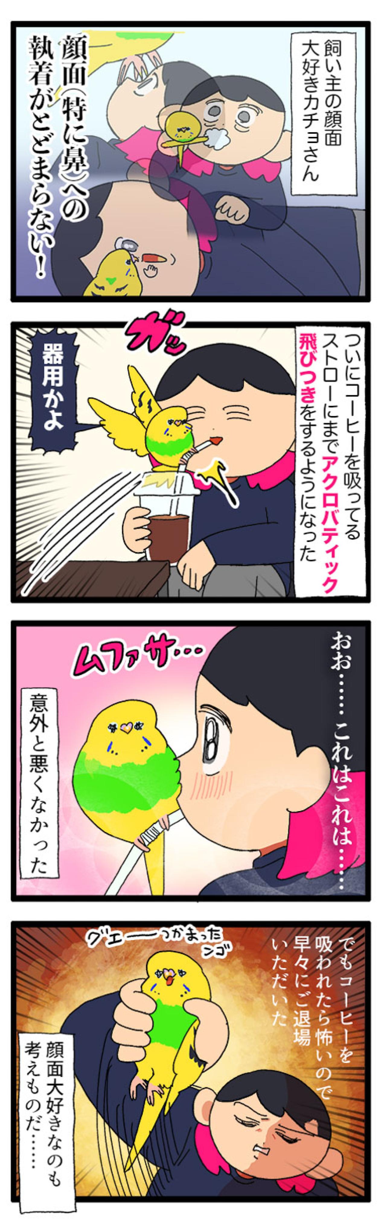 飼い主がセキセイインコの放鳥中にコーヒーを飲めない理由は？曲芸レベルのカチョに注目！【鳥マンガ #180】（画像3）