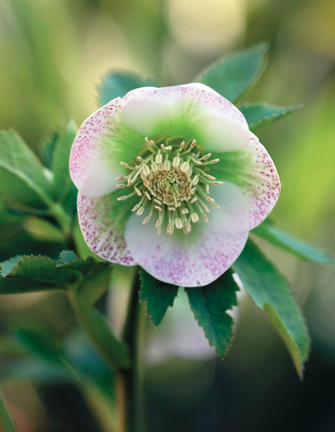 愛好家が注目する【アート系】クリスマスローズ。大和園＆大木ナーセリーの名花を紹介！（画像2）