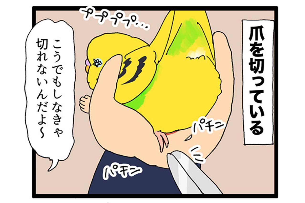 チョイチョイ！セキセイインコの激しい呼び鳴きを無視し続けたら…？【鳥マンガ #182】