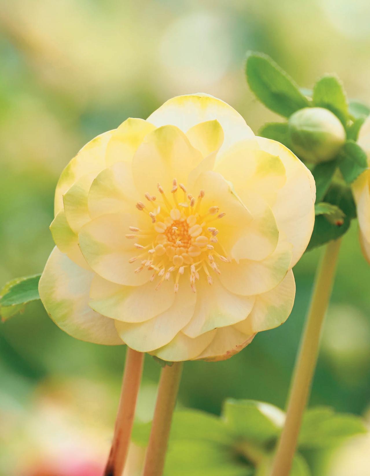 2026年冬に注目の【クリスマスローズ】明るい花色で人気のオーレア系を公開！（画像3）