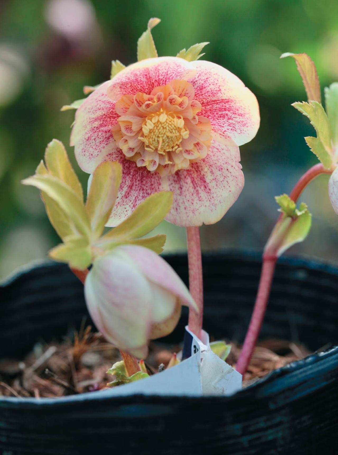 2026年冬に注目の【クリスマスローズ】明るい花色で人気のオーレア系を公開！（画像4）