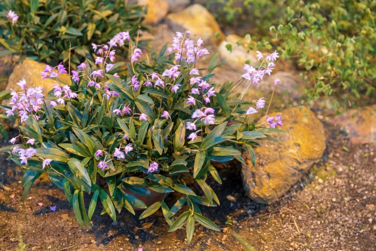 意外に簡単！初心者向け［洋ラン6種］の栽培ポイントと冬のケア方法【ガーデニング】（画像8）