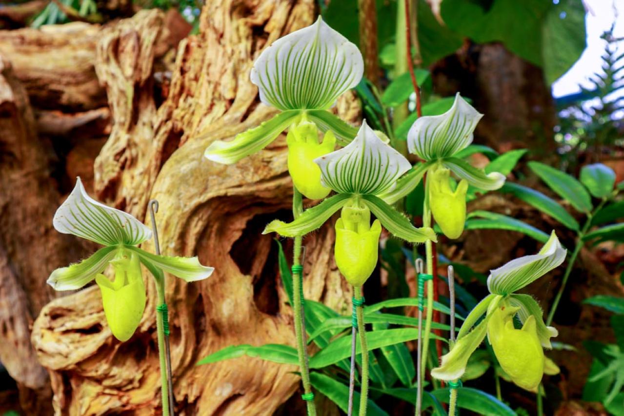 意外に簡単！初心者向け［洋ラン6種］の栽培ポイントと冬のケア方法【ガーデニング】（画像9）