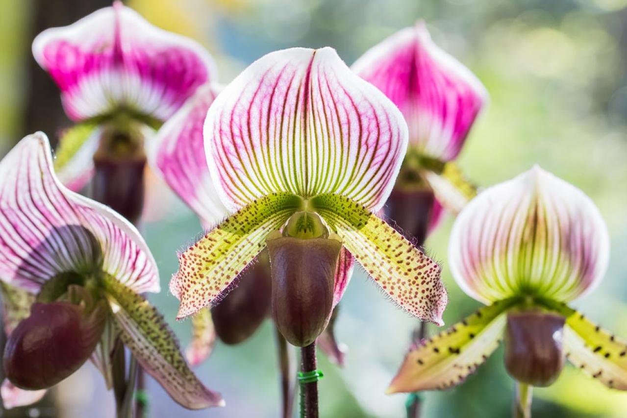 意外に簡単！初心者向け［洋ラン6種］の栽培ポイントと冬のケア方法【ガーデニング】（画像10）