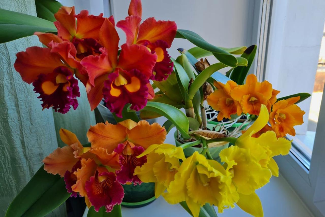 意外に簡単！初心者向け［洋ラン6種］の栽培ポイントと冬のケア方法【ガーデニング】（画像4）