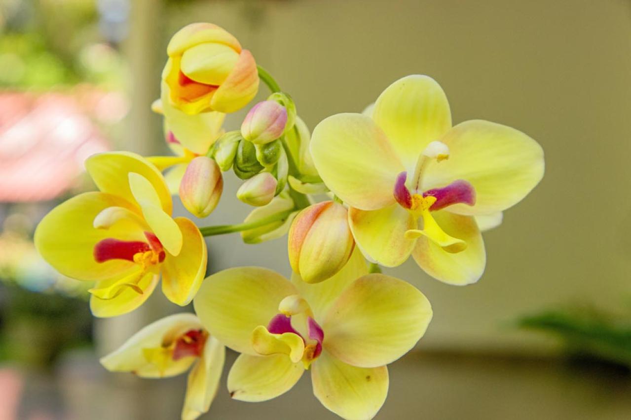 意外に簡単！初心者向け［洋ラン6種］の栽培ポイントと冬のケア方法【ガーデニング】（画像13）