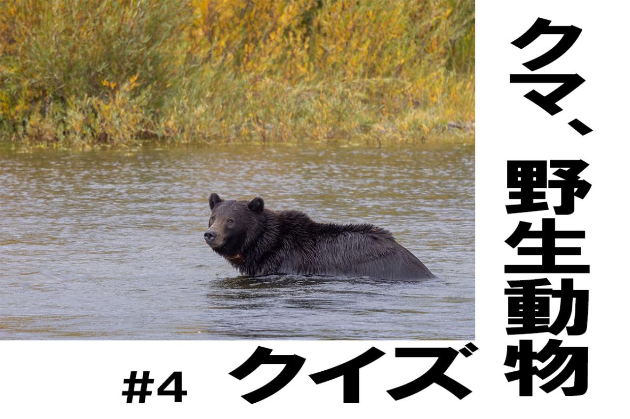 鳥の巣はどこにできる？【クマ、野生動物クイズ#4】奥深い狩猟免許の世界