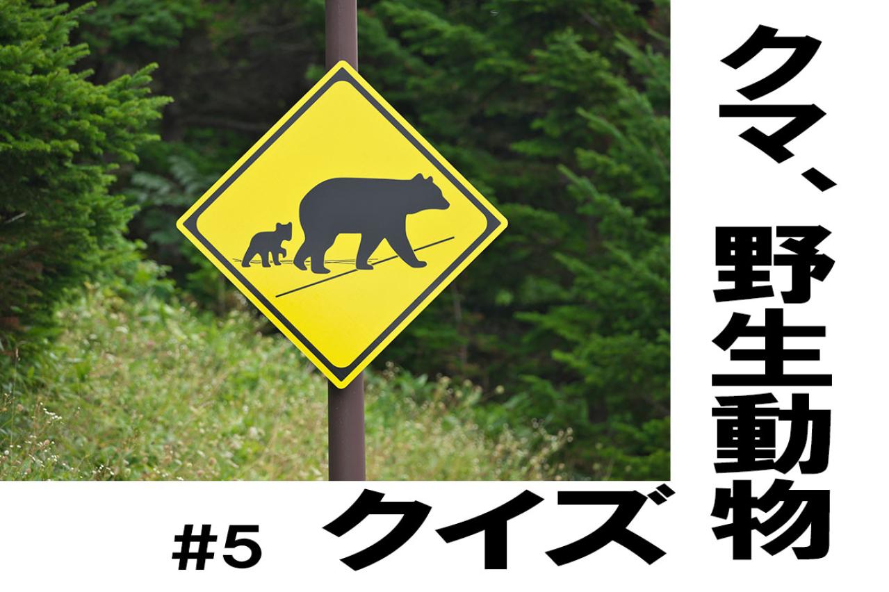鳥獣の食べ物が何か、知ってる？【クマ、野生動物クイズ#5】奥深い狩猟免許の世界