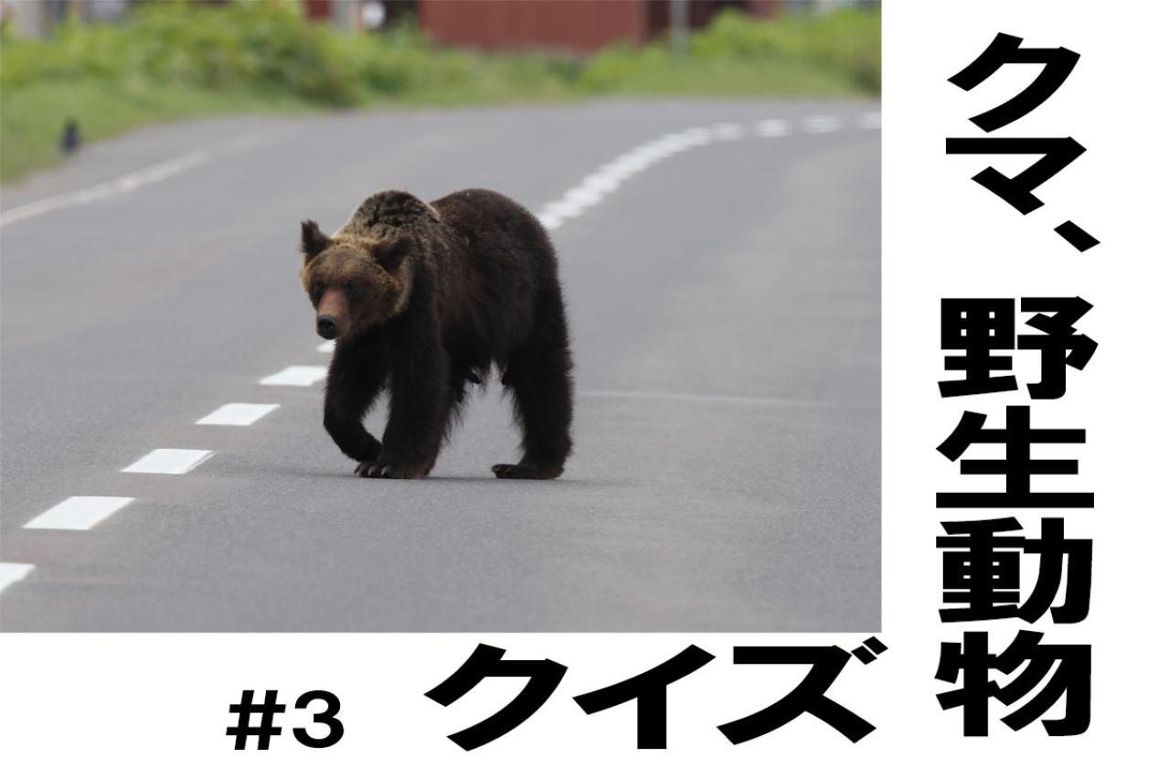 狩猟は1日何頭まで？【クマ、野生動物クイズ#3】奥深い狩猟免許の世界