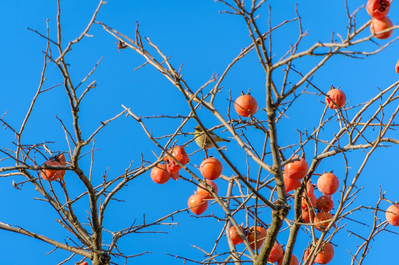 柿の木 野鳥