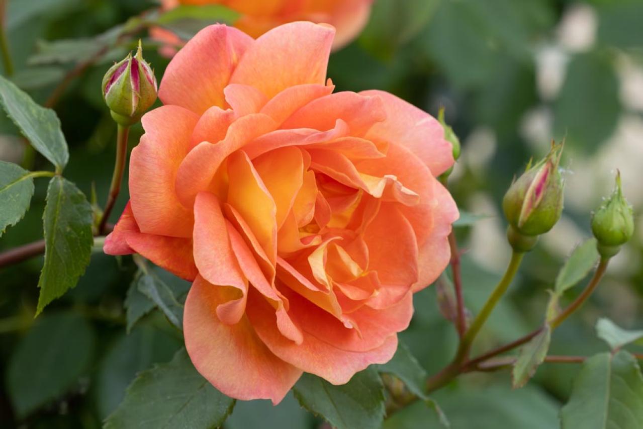 バラが美しく咲く土作りの基本！赤玉土や腐葉土を使った最適配合とは【ガーデニング】（画像2）