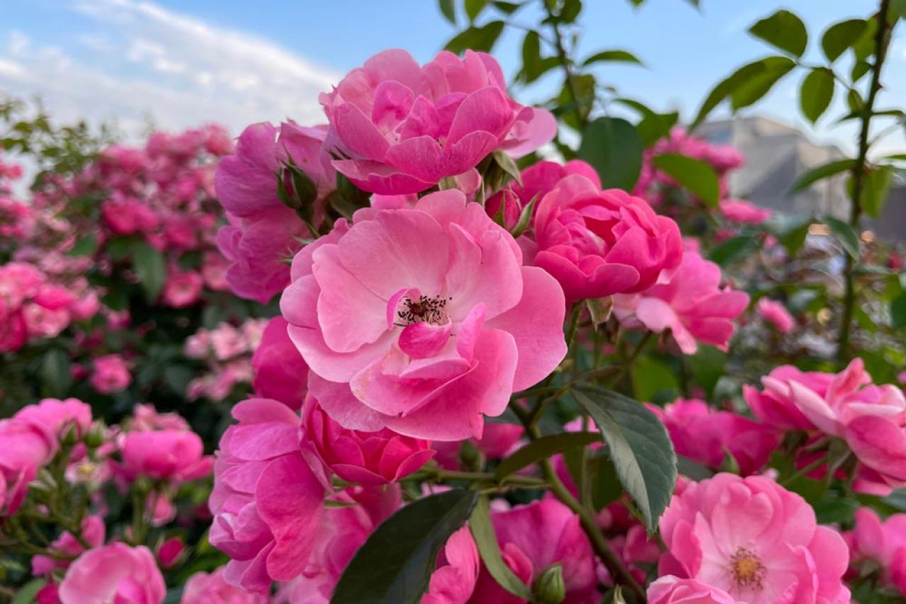 バラが美しく咲く土作りの基本！赤玉土や腐葉土を使った最適配合とは【ガーデニング】（画像6）