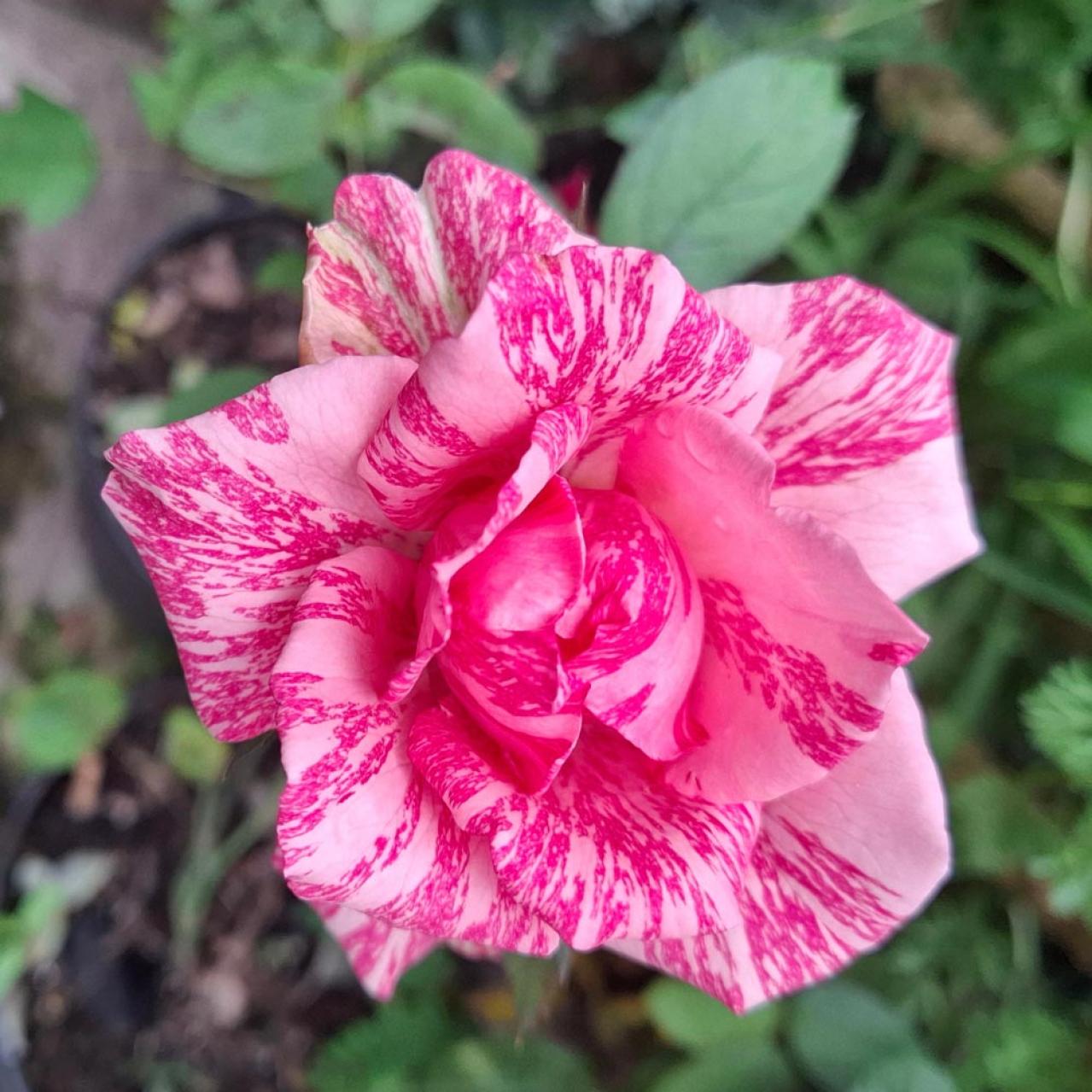 バラが美しく咲く土作りの基本！赤玉土や腐葉土を使った最適配合とは【ガーデニング】（画像4）