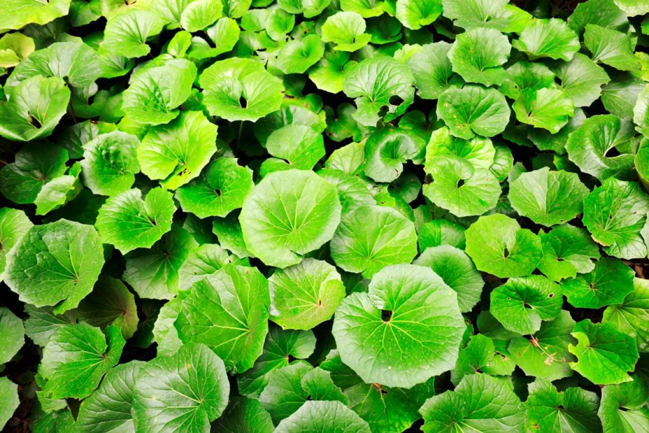 冬の庭づくり！常緑性リーフ［8選］で表土が目立たなくなるコツとは？（画像17）