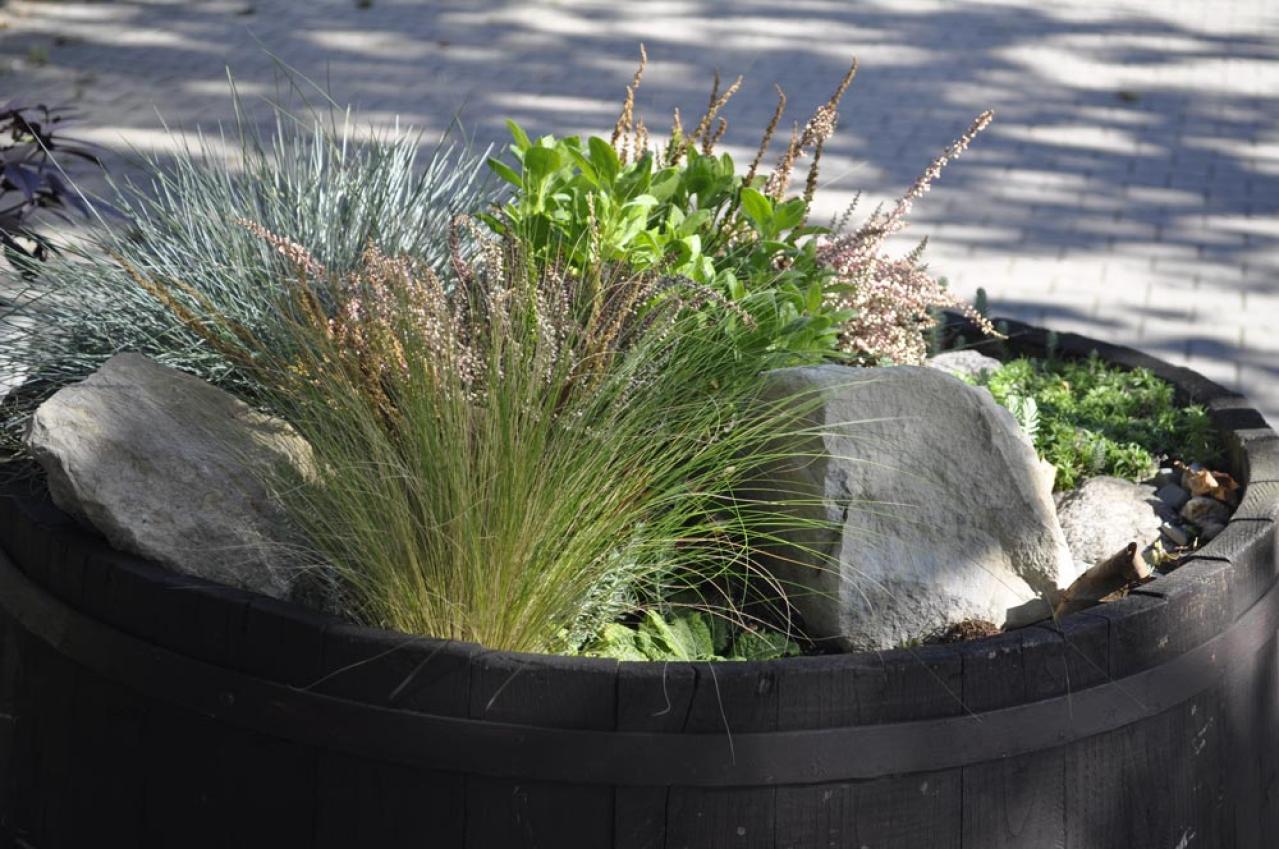 冬の庭づくり！常緑性リーフ［8選］で表土が目立たなくなるコツとは？（画像19）