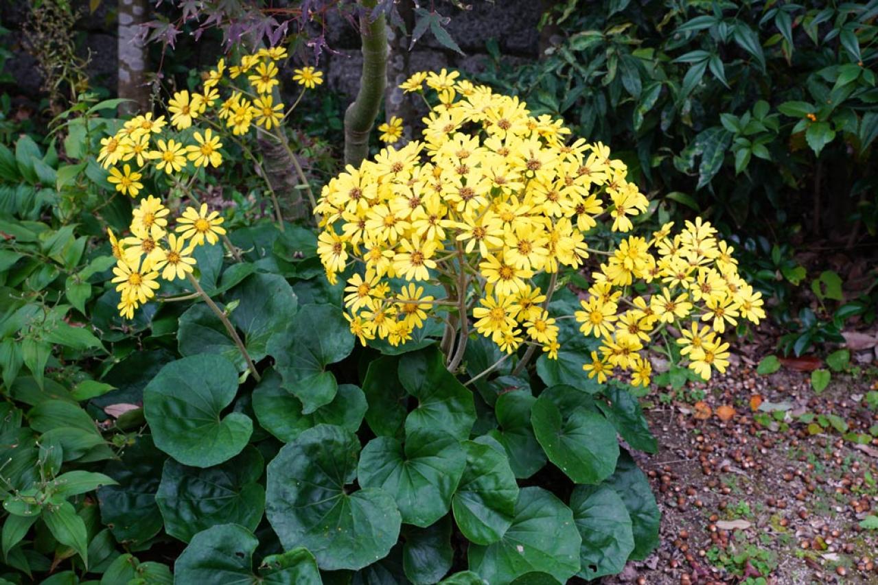 冬の庭づくり！常緑性リーフ［8選］で表土が目立たなくなるコツとは？（画像16）