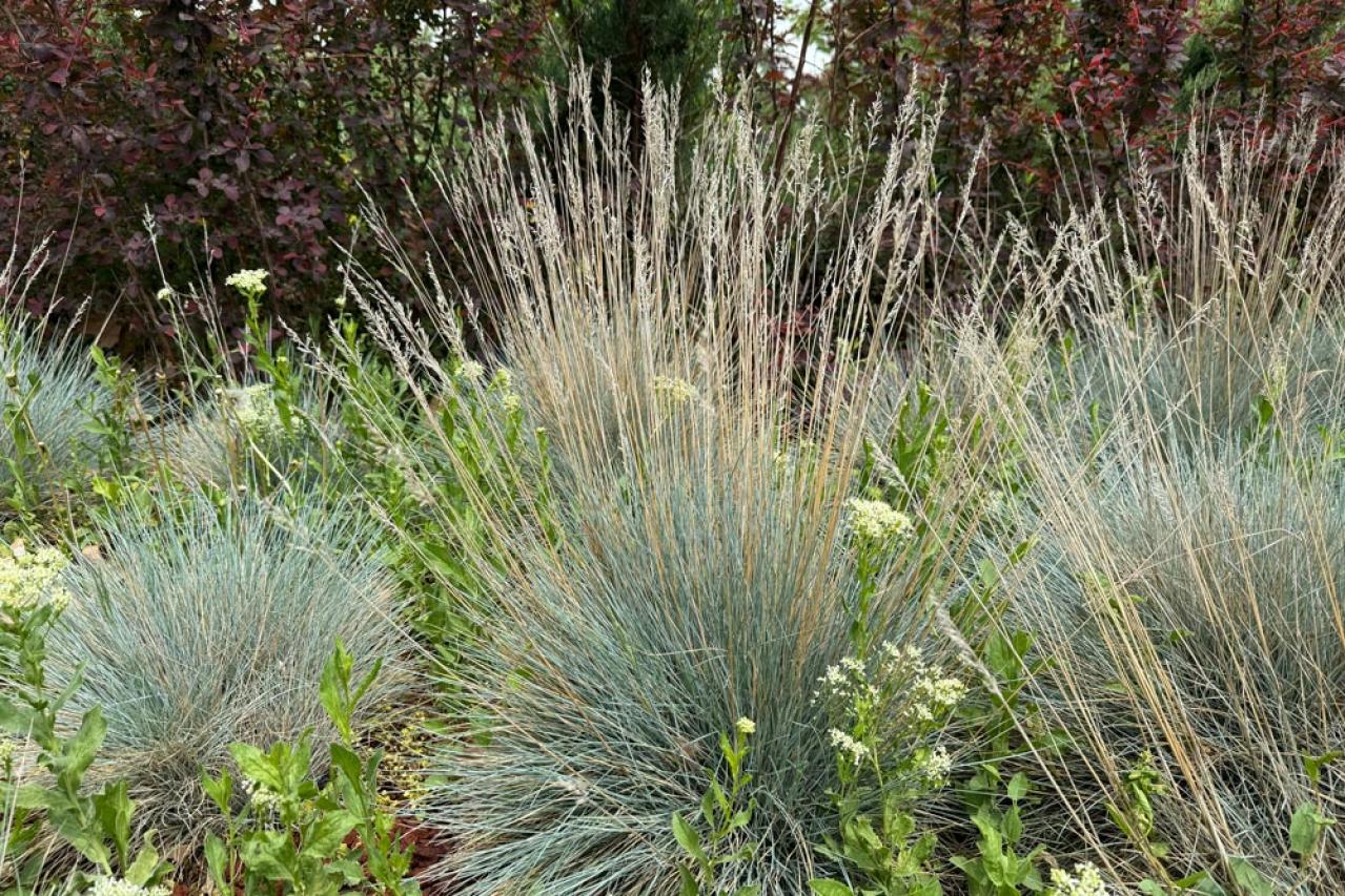 冬の庭づくり！常緑性リーフ［8選］で表土が目立たなくなるコツとは？（画像4）