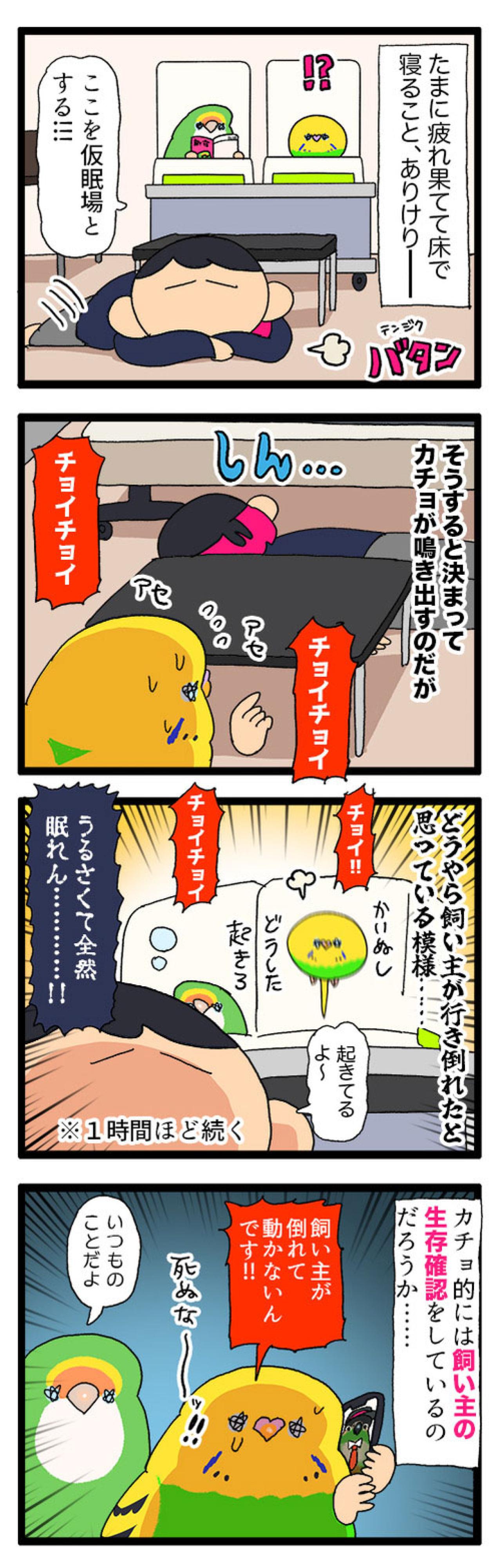 優しさ120％のセキセイインコ・カチョリエル！穏やかな癒しのエピソード【鳥マンガ #186】（画像4）