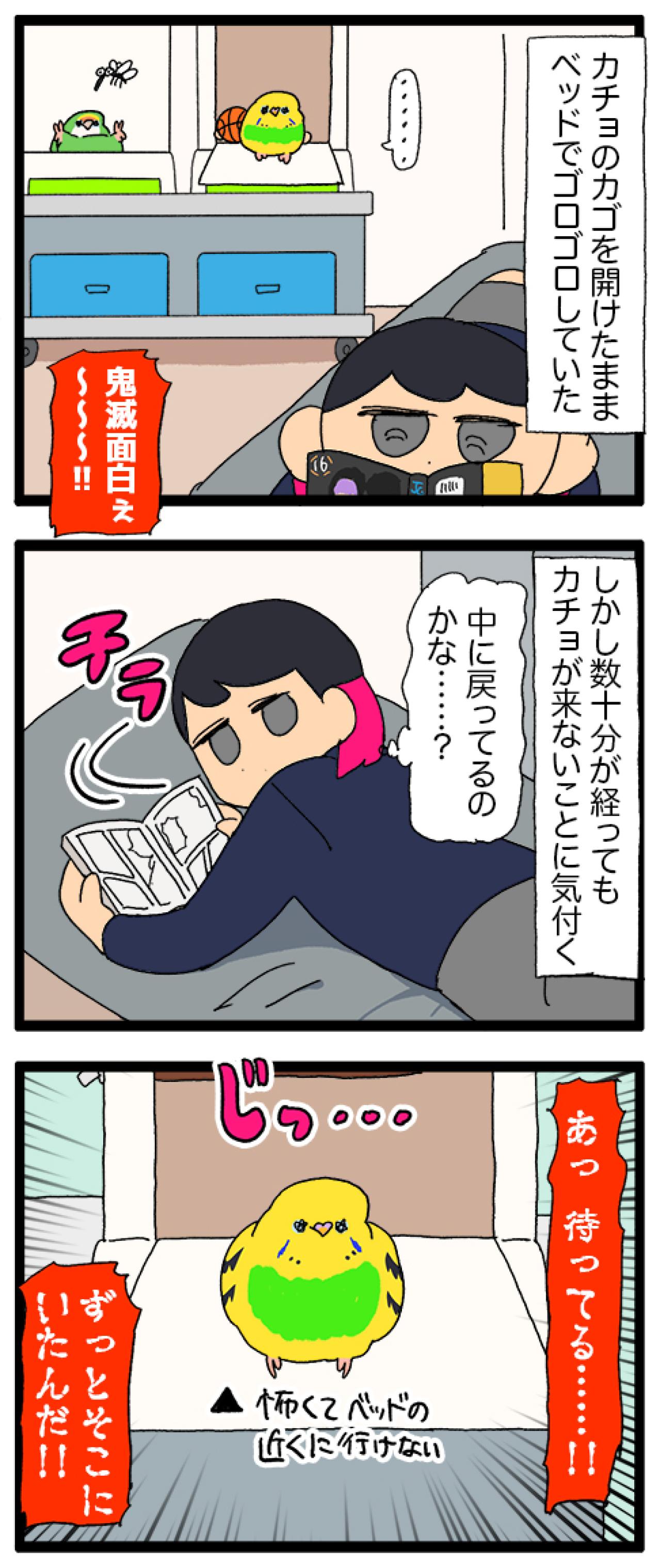 優しさ120％のセキセイインコ・カチョリエル！穏やかな癒しのエピソード【鳥マンガ #186】（画像5）