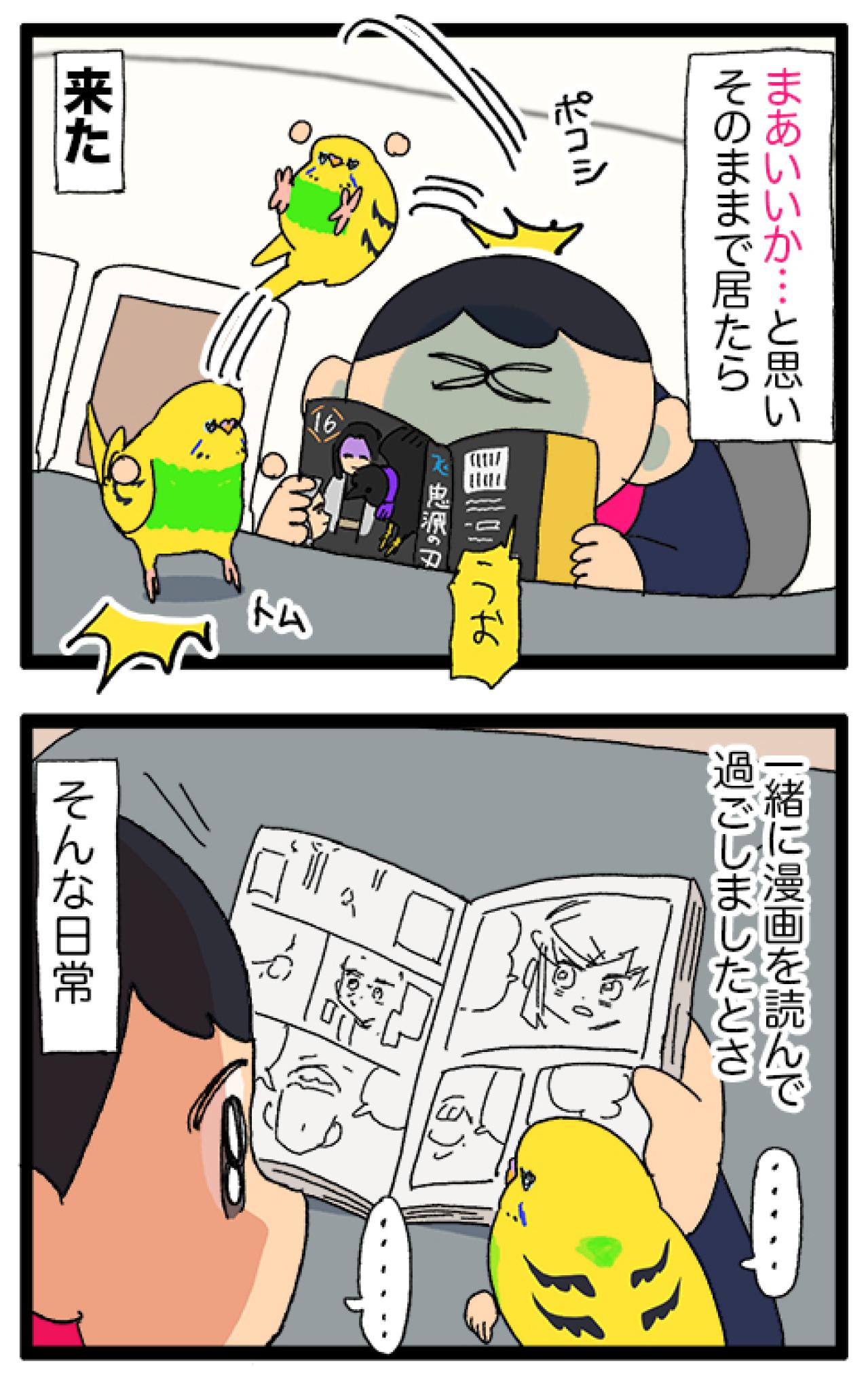 優しさ120％のセキセイインコ・カチョリエル！穏やかな癒しのエピソード【鳥マンガ #186】（画像6）