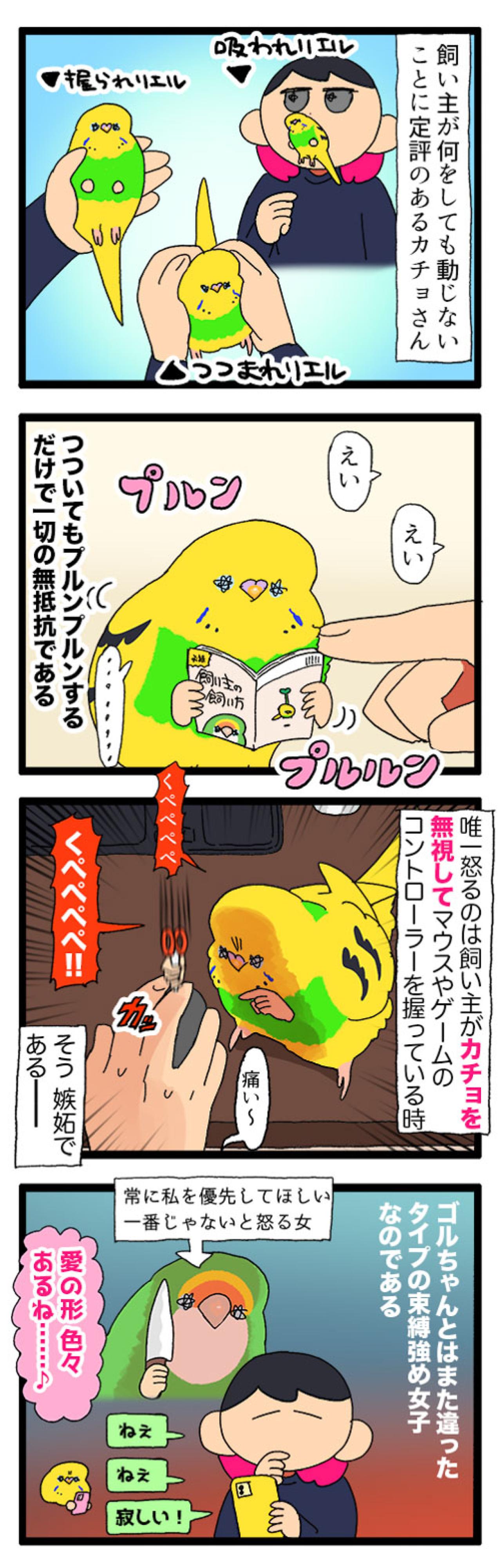 かまってちゃんなセキセイインコ。愛が重めのアピールとは？【鳥マンガ #188】（画像4）