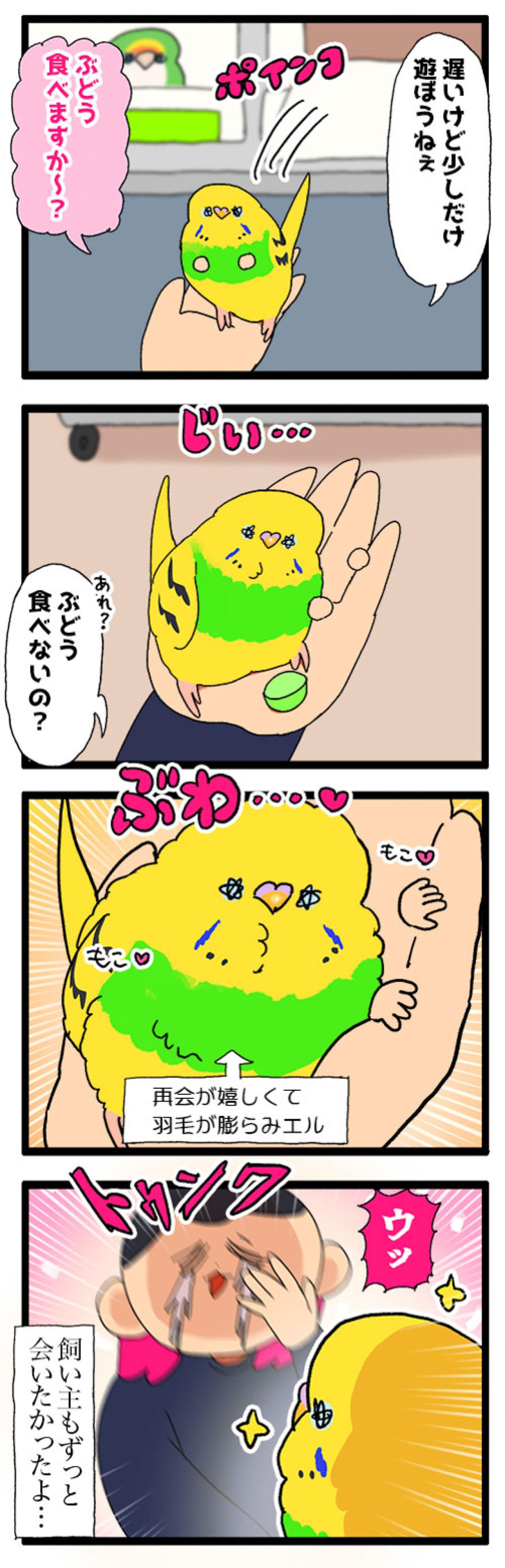 かまってちゃんなセキセイインコ。愛が重めのアピールとは？【鳥マンガ #188】（画像6）