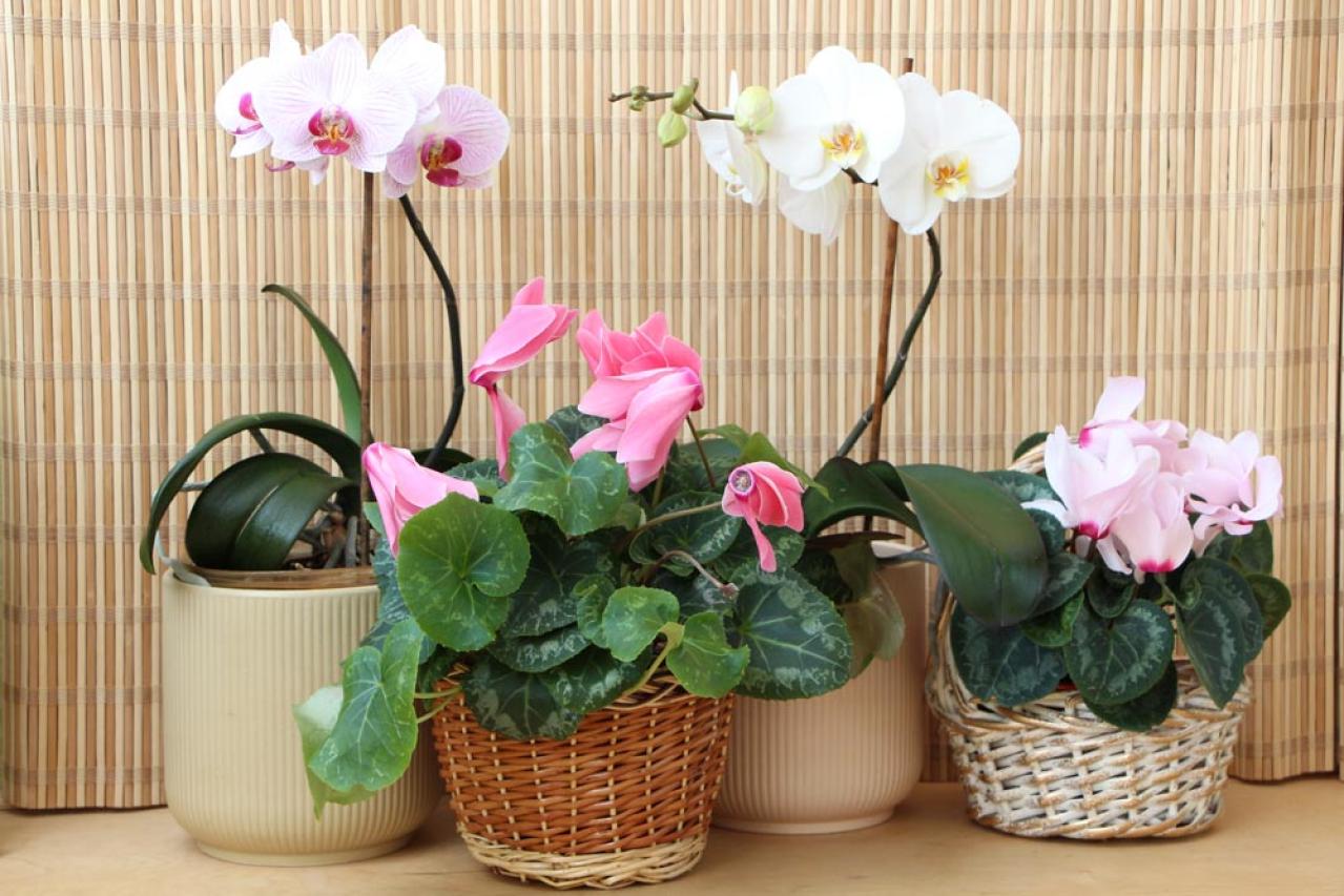 ガーデニング初心者必見！シクラメンの育て方【戸外・室内】と上手な夏越しのコツ（画像16）