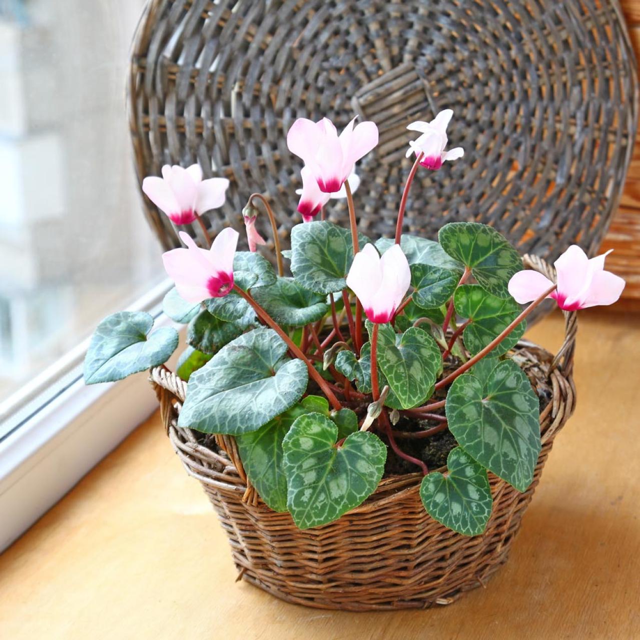 ガーデニング初心者必見！シクラメンの育て方【戸外・室内】と上手な夏越しのコツ（画像3）