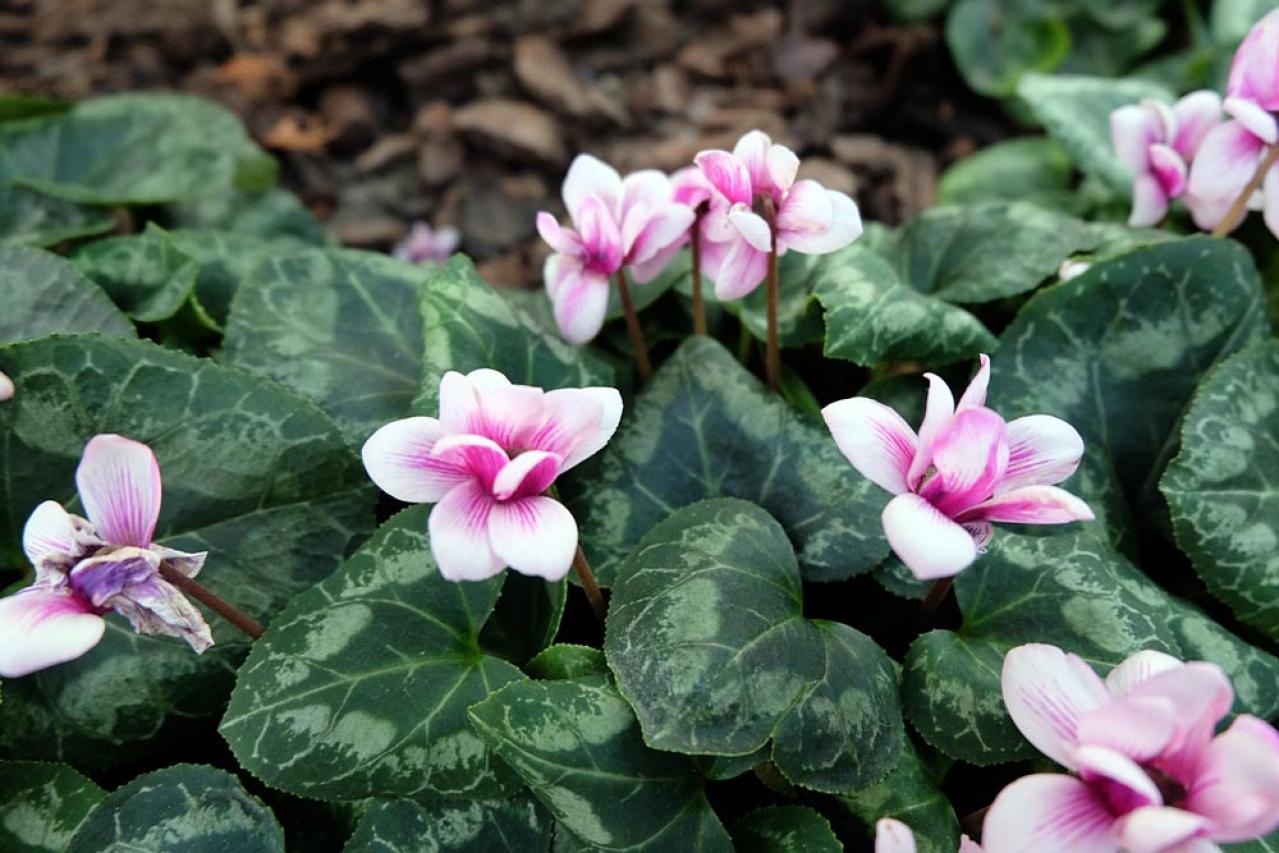 ガーデニング初心者必見！シクラメンの育て方【戸外・室内】と上手な夏越しのコツ（画像6）