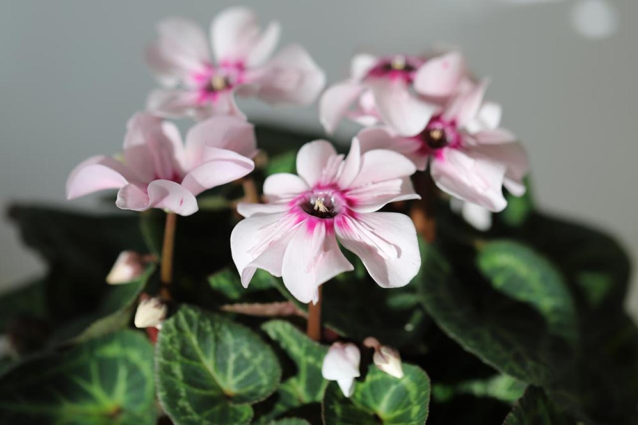 ガーデニング初心者必見！シクラメンの育て方【戸外・室内】と上手な夏越しのコツ（画像7）